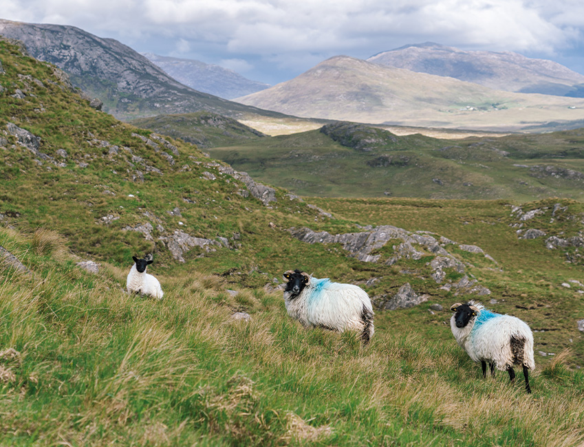paysage du connemara en irlande